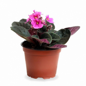 plantes tecnocampus