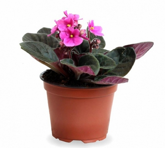 plantes tecnocampus