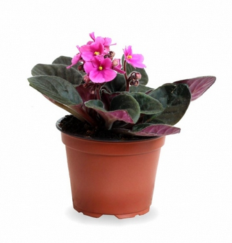 2018-11-27 22_30_34-Window plantes tecnocampus