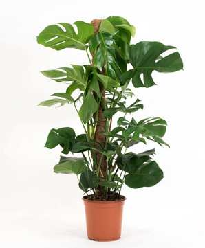plantes tecnocampus
