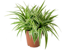plantes tecnocampus