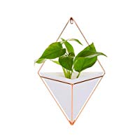 plantes tecnocampus
