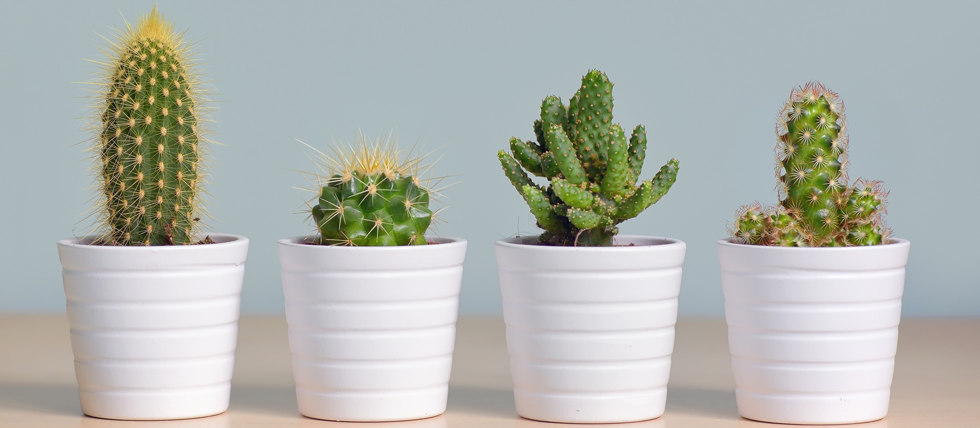 plantes tecnocampus