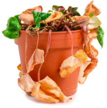 plantes tecnocampus