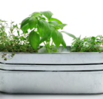 plantes tecnocampus