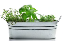 plantes tecnocampus