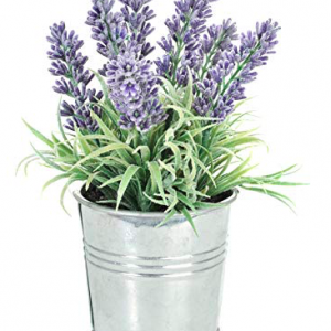 plantes tecnocampus