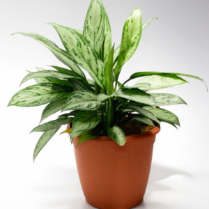 plantes tecnocampus
