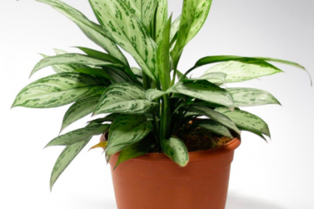 plantes tecnocampus