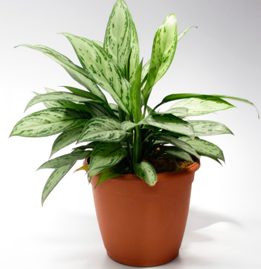 Captura de pantalla 2018-11-29 a las 11.04.56 plantes tecnocampus