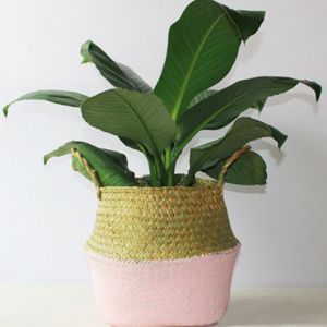 plantes tecnocampus