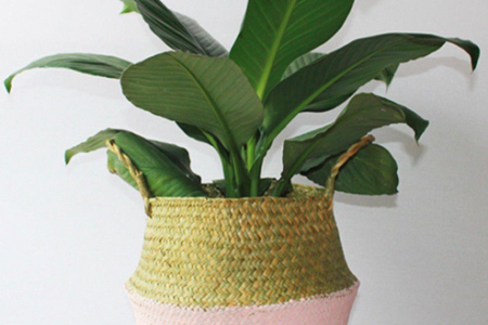 plantes tecnocampus