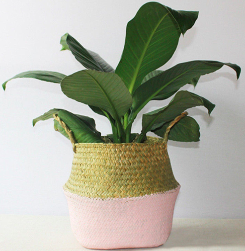 plantes tecnocampus