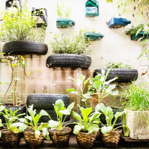 plantes tecnocampus