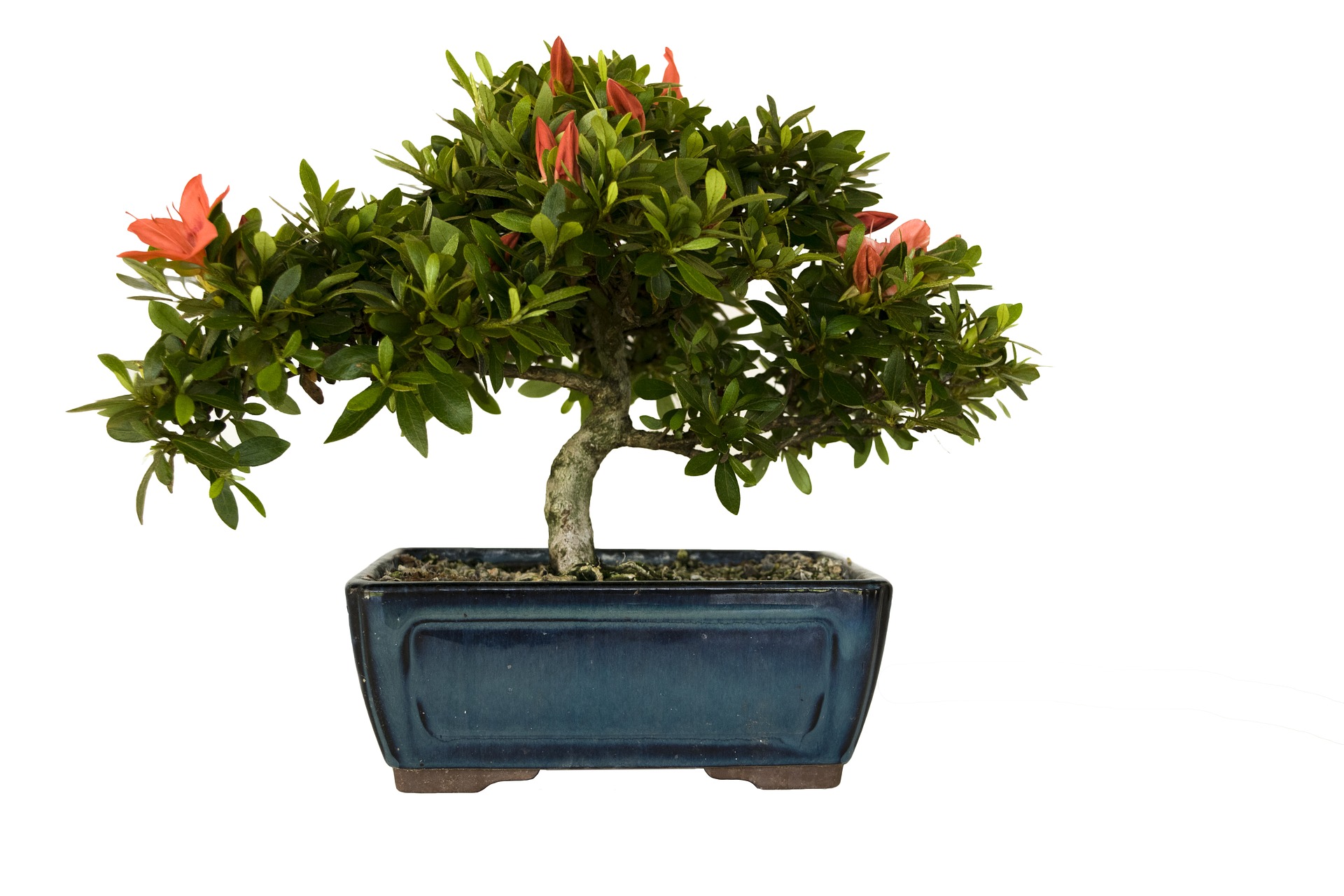 plantes tecnocampus