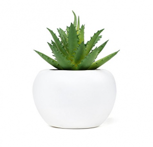 plantes tecnocampus