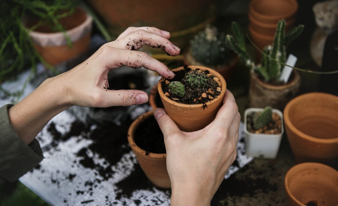 plantes tecnocampus