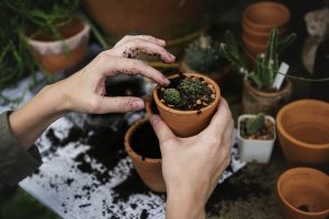 plantes tecnocampus