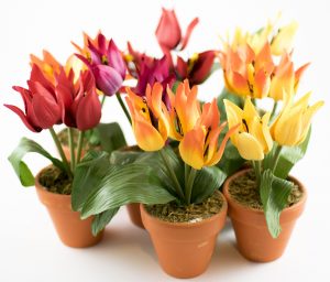 plantes tecnocampus