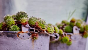 plantes tecnocampus